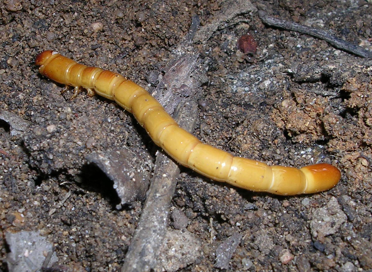 Larva di Elateridae Cebrioninae : Cebrio sp.